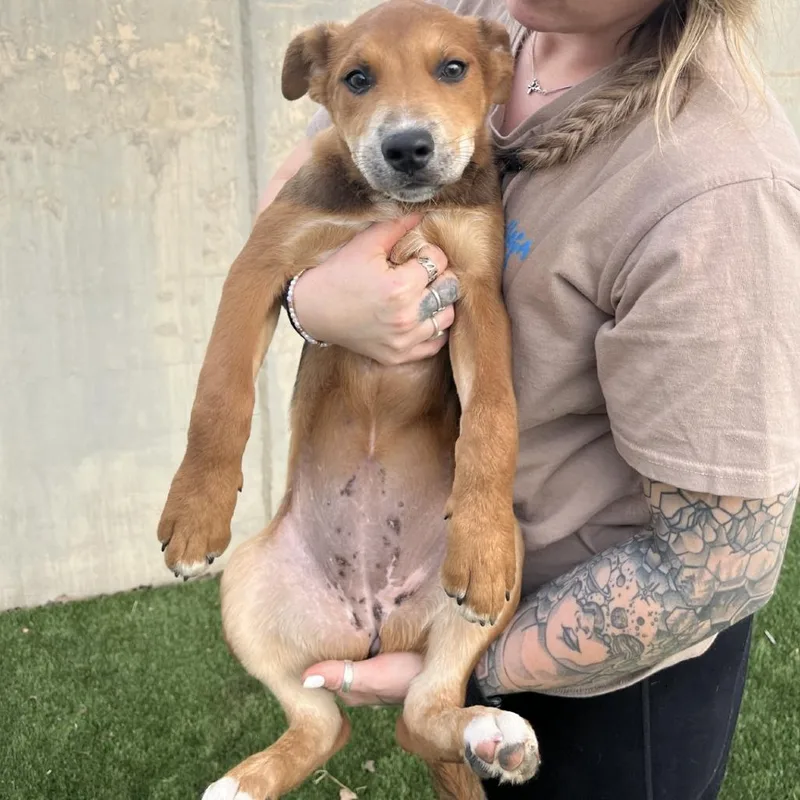 Elephant thumbnail 5