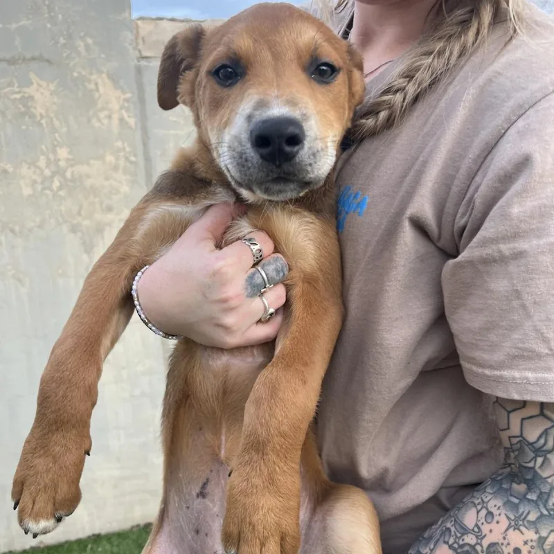 Elephant thumbnail 6