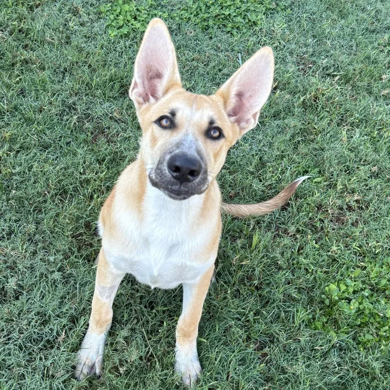 A baby medium-sized male German Shepherd Dog dog named Rocky for adoption in Brenham, TX