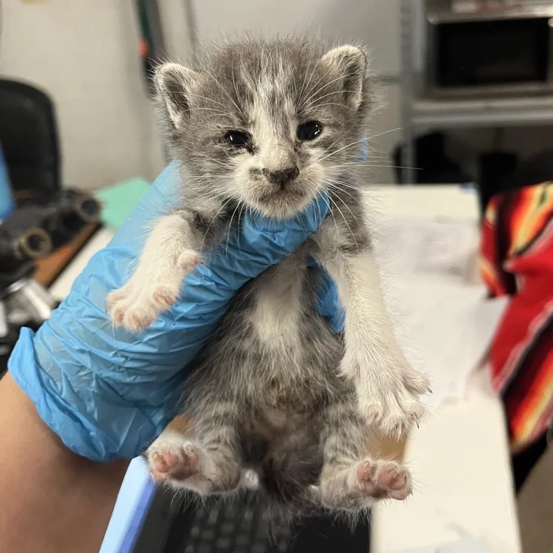 A baby small-sized female Gray / Blue / Silver Domestic Short Hair cat named Winifred W for adoption in Edinburg, TX