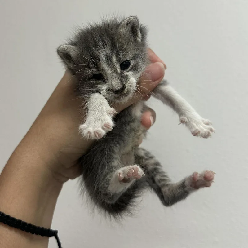 Winifred W thumbnail 2