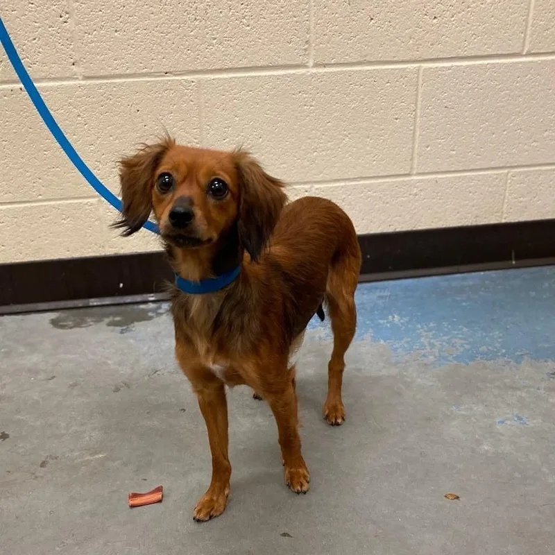 An adult small-sized female Red / Chestnut / Orange Mixed Breed dog named Layton for adoption in Memphis, TN