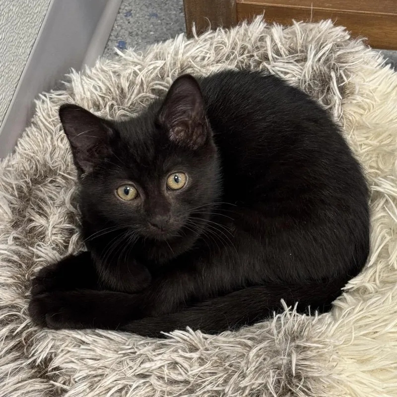 A baby small-sized female Black Domestic Short Hair cat named Sally for adoption in Carrollton, OH