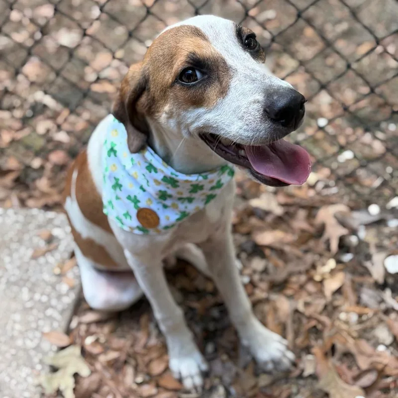A young medium-sized male Coonhound dog named Lucky for adoption in Lufkin, TX
