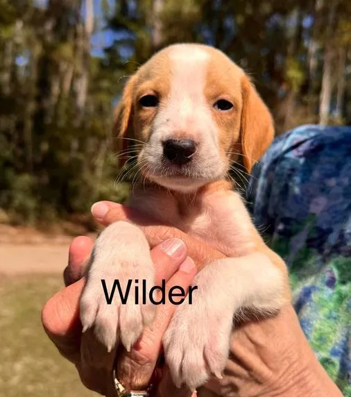 A baby medium-sized male White / Cream Hound dog named Wilder for adoption in Eutawville, SC
