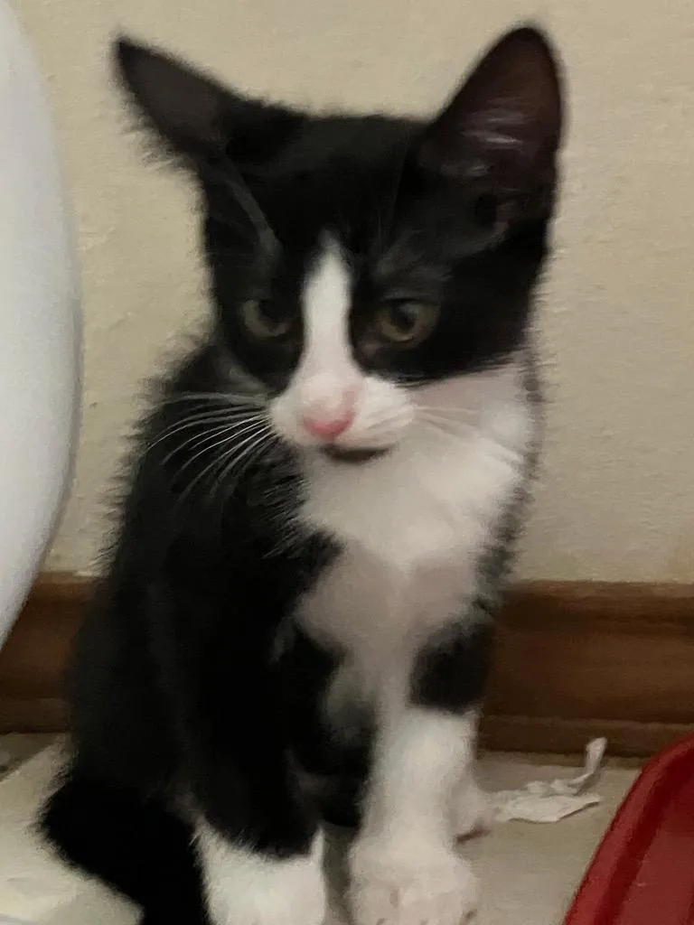 A baby medium-sized male Domestic Short Hair cat named Mister Pete for adoption in San Antonio, TX