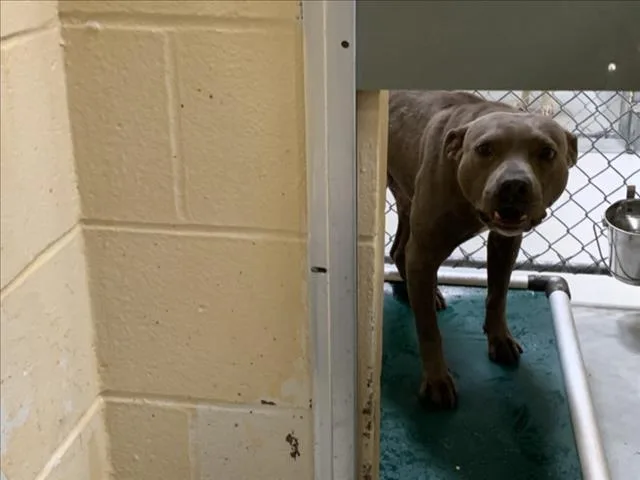 An adult medium-sized male Pit Bull Terrier dog named Auggie for adoption in Tulsa, OK