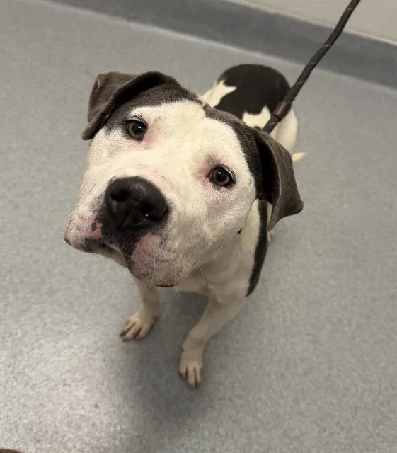 A young large-sized male Pit Bull Terrier dog named Saint for adoption in Indianapolis, IN