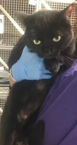 An adult small-sized female Domestic Short Hair cat named Keke for adoption in Conroe, TX