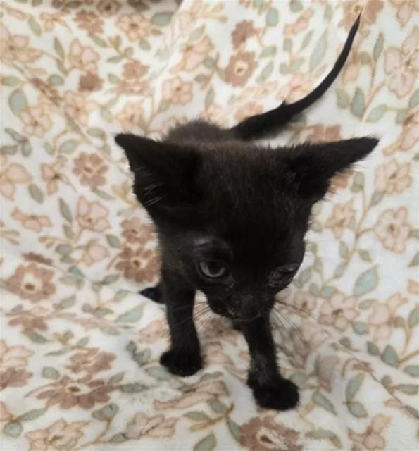 A baby small-sized female Domestic Short Hair cat named Emery for adoption in San Bernardino, CA