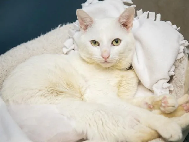 A young small-sized male Domestic Short Hair cat named Snowball for adoption in Phoenix, AZ