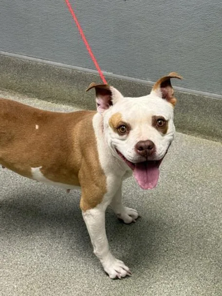 An adult medium-sized female Pit Bull Terrier dog named Darling for adoption in Las Vegas, NV
