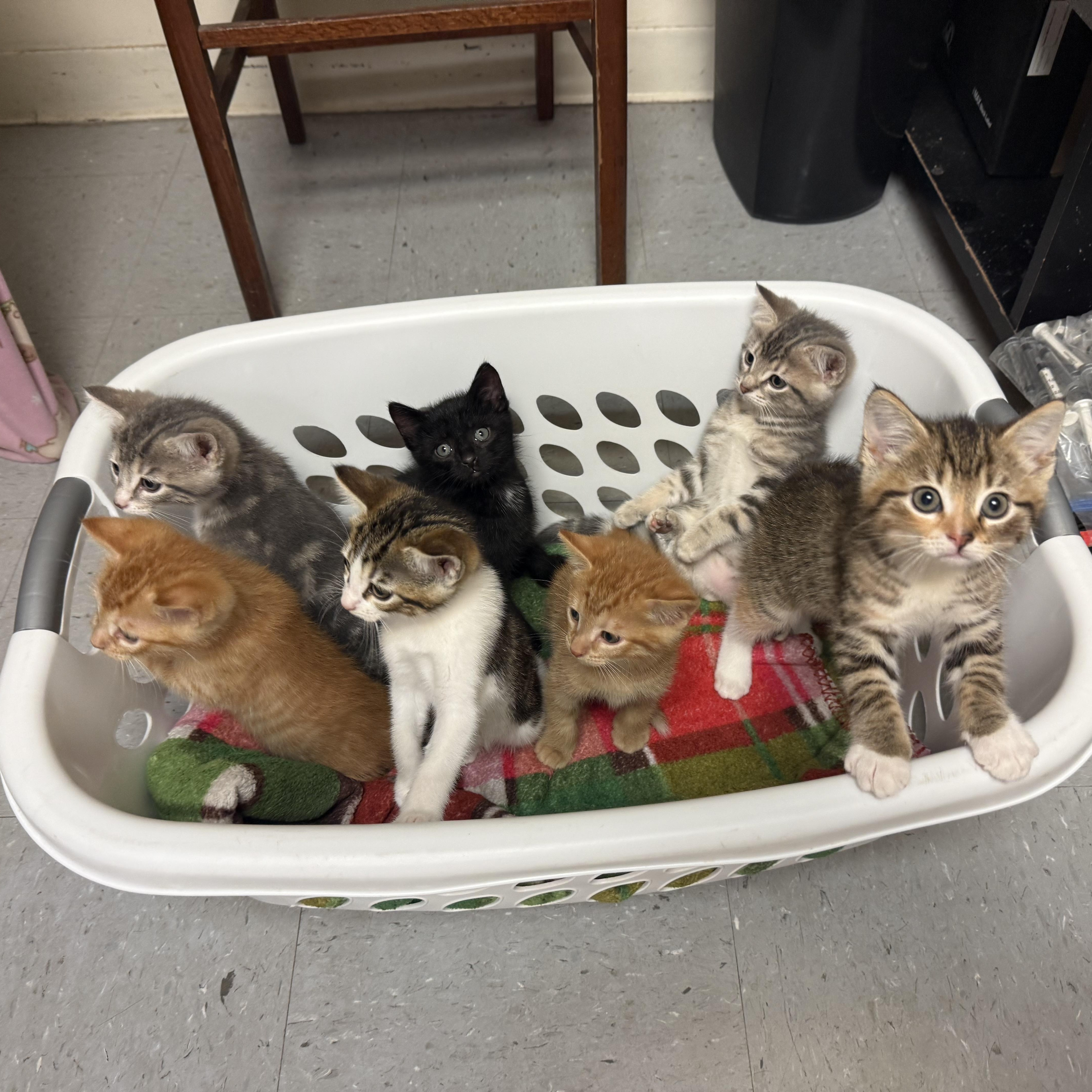 A baby medium-sized male Tabby (Orange / Red) Tabby cat named Gnocchi for adoption in Murray, KY