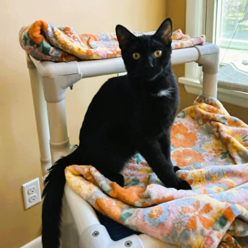 A baby medium-sized male Black Domestic Short Hair cat named Hudson  Lap Lover for adoption in Rochester, NY