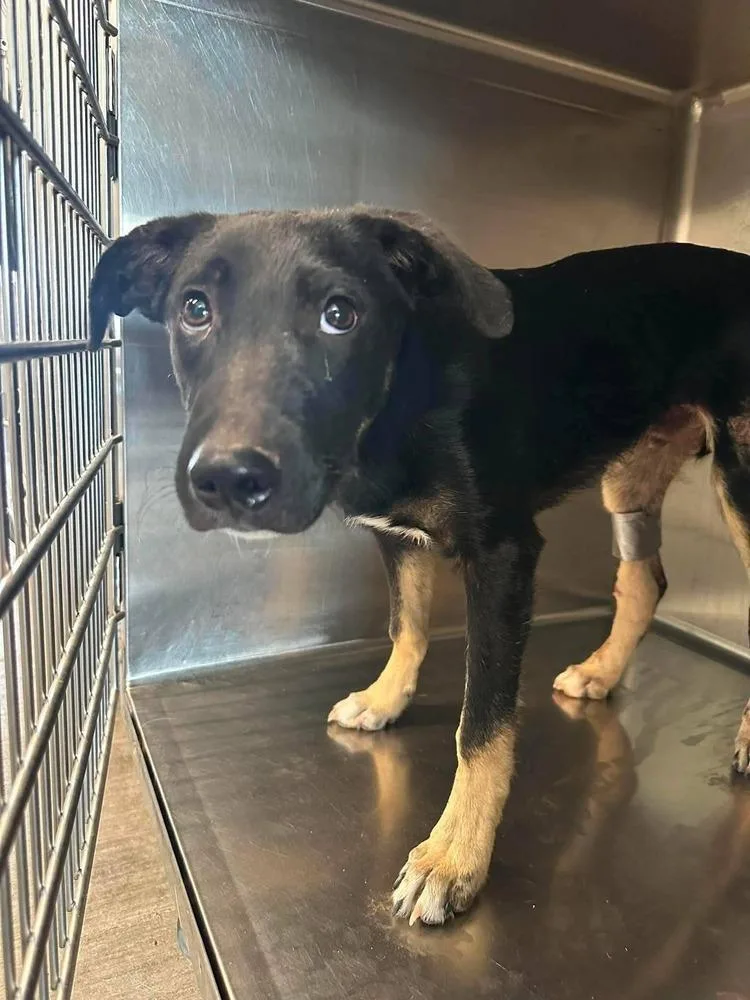 A baby large-sized male Tricolor (Brown, Black, & White) German Shepherd Dog dog named Dante for adoption in Suamico, WI