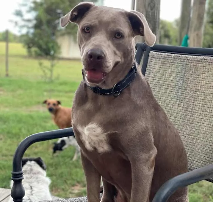 An adult medium-sized female Gray / Blue / Silver Blue Lacy dog named Ahsoka for adoption in Brookshire, TX