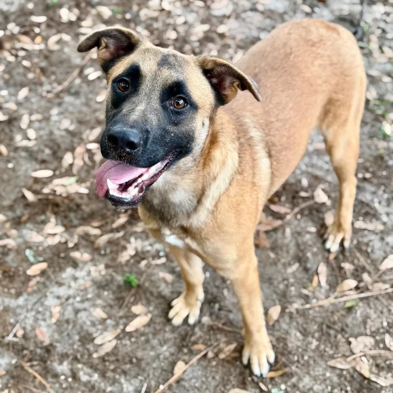 A young medium-sized female Brown / Chocolate Mixed Breed dog named Heidi for adoption in Milton, FL