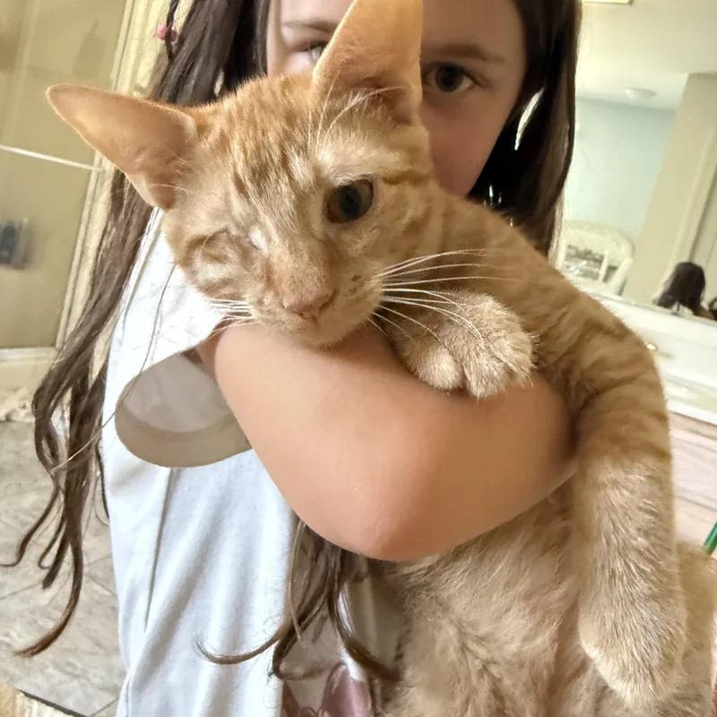 A young large-sized male Domestic Short Hair cat named Persimmon for adoption in Pittsboro, NC
