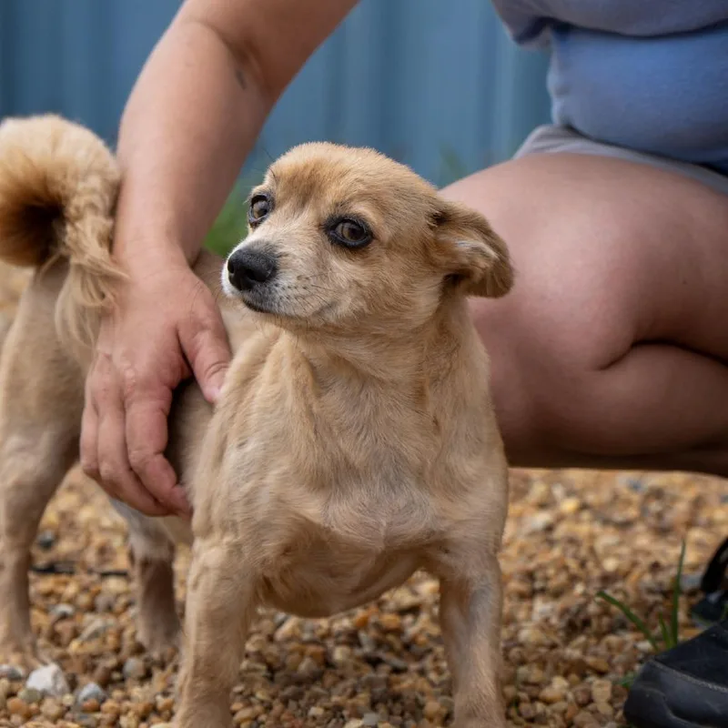 An adult small-sized male Brown / Chocolate Chihuahua dog named Filo for adoption in Elizabeth City, NC