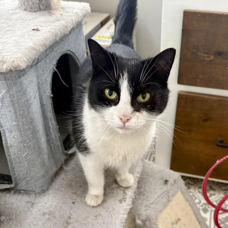 A young medium-sized female Black & White / Tuxedo Domestic Short Hair cat named Bronze for adoption in East Amherst, NY