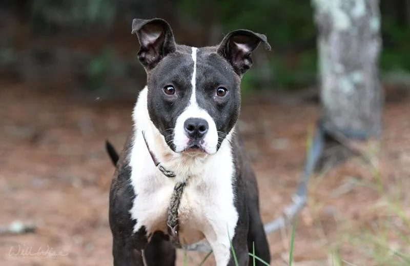 A young medium-sized male Black Pit Bull Terrier dog named Blade for adoption in Monroe, GA