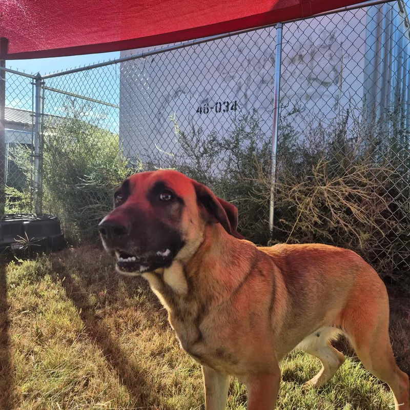 An adult medium-sized female German Shepherd Dog dog named Sarah for adoption in Canyon, TX