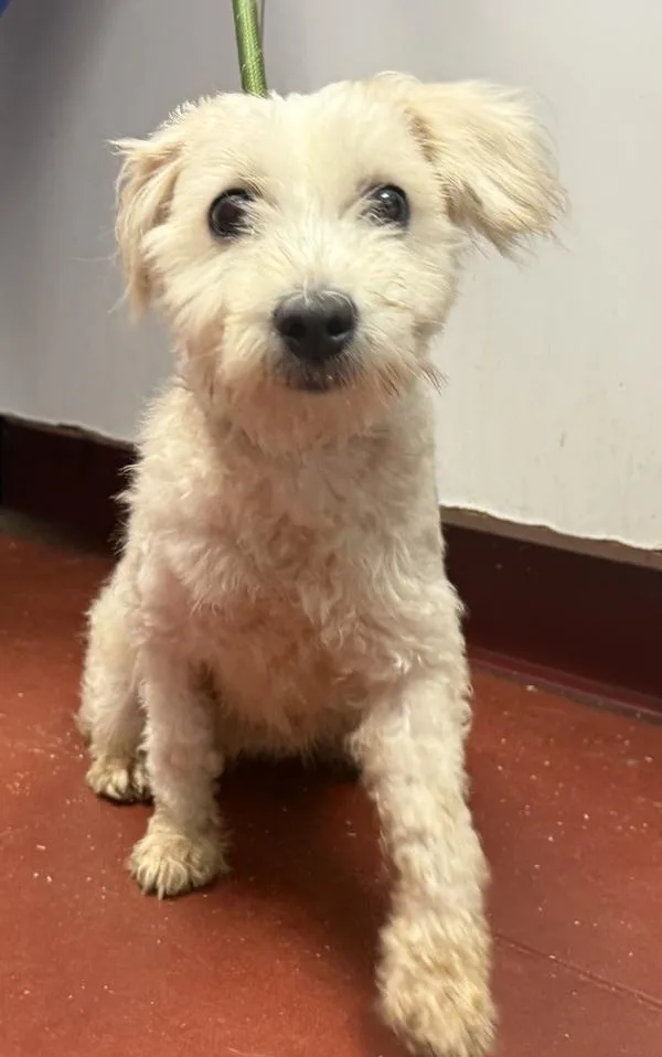 A young large-sized female Terrier dog named Dori for adoption in Salisbury, MD
