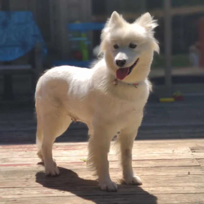 Elsa