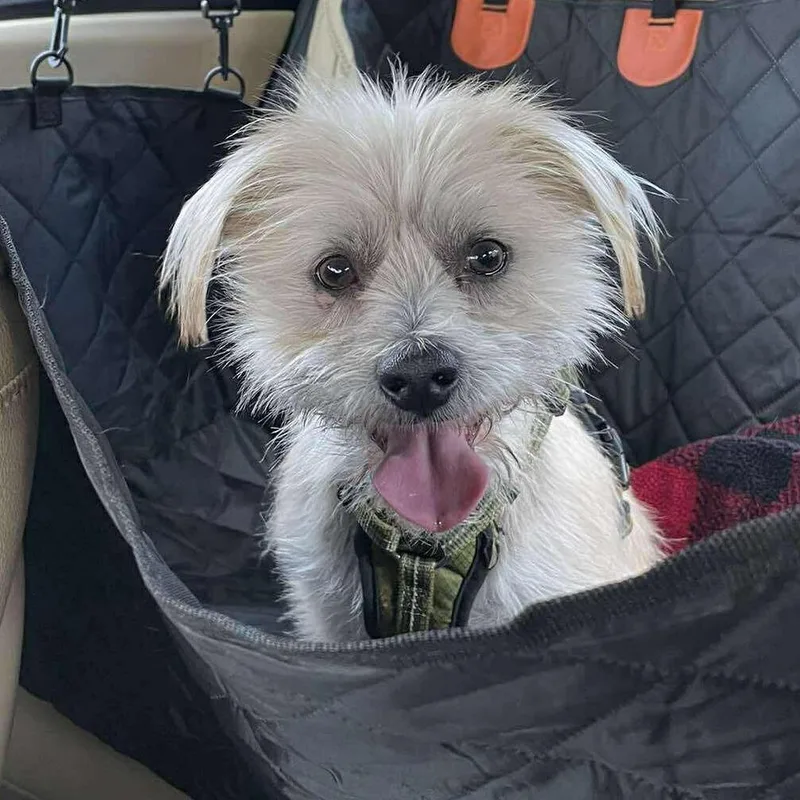 Scrappy