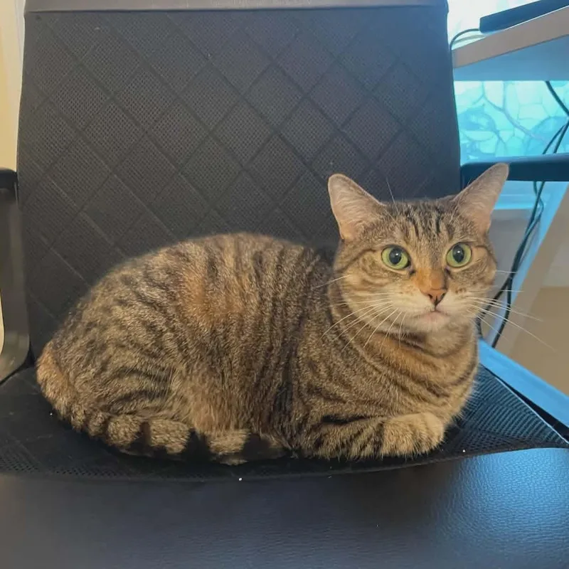 Peaches & Tigarette thumbnail 3