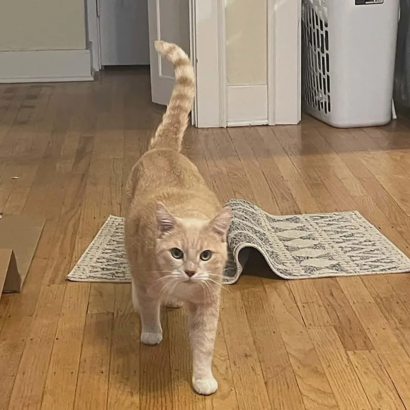 Peaches & Tigarette thumbnail 4