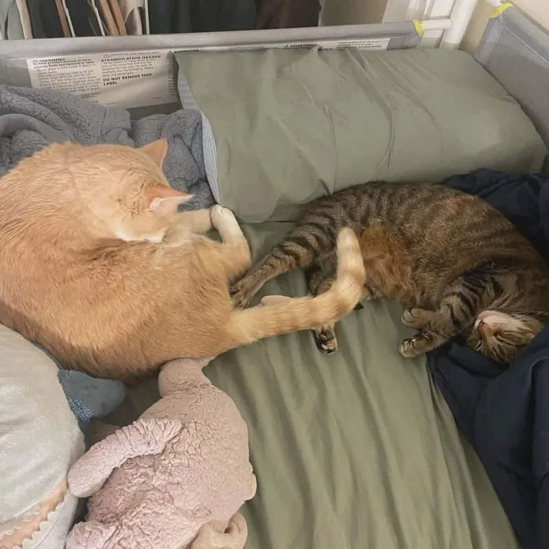 Peaches & Tigarette thumbnail 5