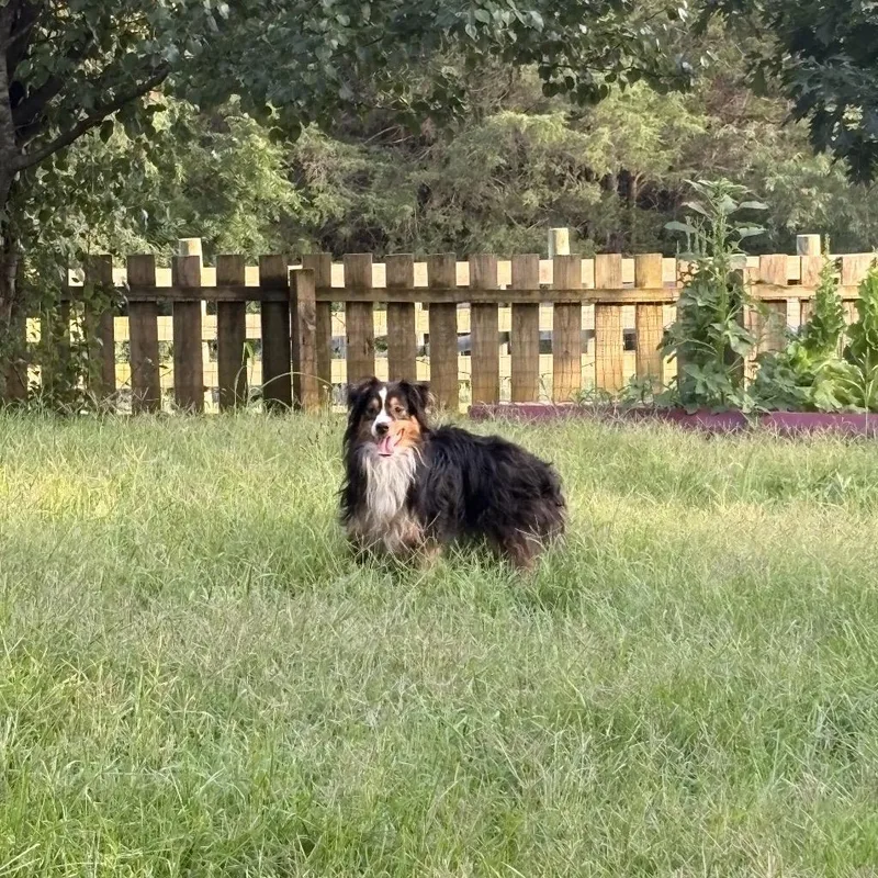 An adult small-sized male Brown / Chocolate Australian Shepherd dog named Dodger for adoption in Harrisonburg, VA