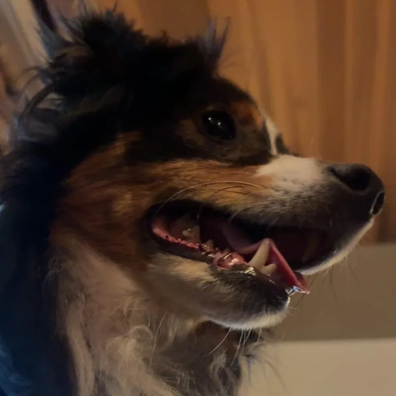 Dodger thumbnail 3