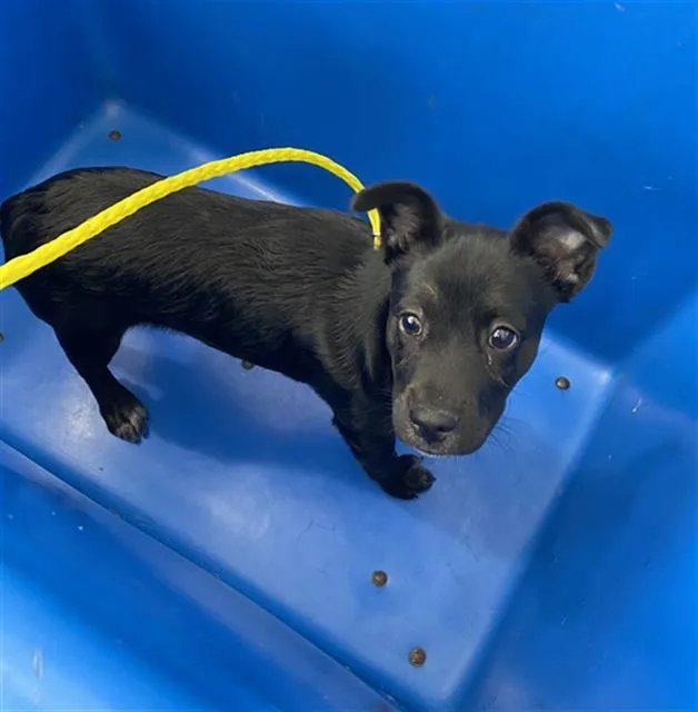 A baby large-sized female Mixed Breed dog named Twya for adoption in Dallas, TX