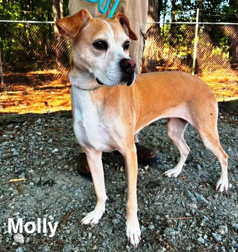Molly beautiful Yellow