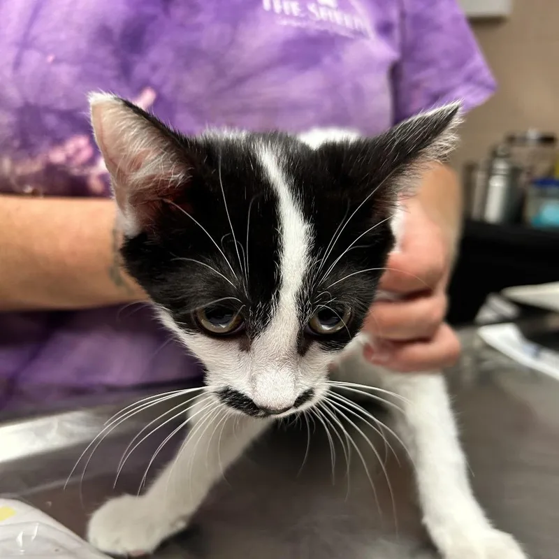 A baby small-sized female Black Domestic Short Hair cat named The Bearded Lady for adoption in Newport, NC