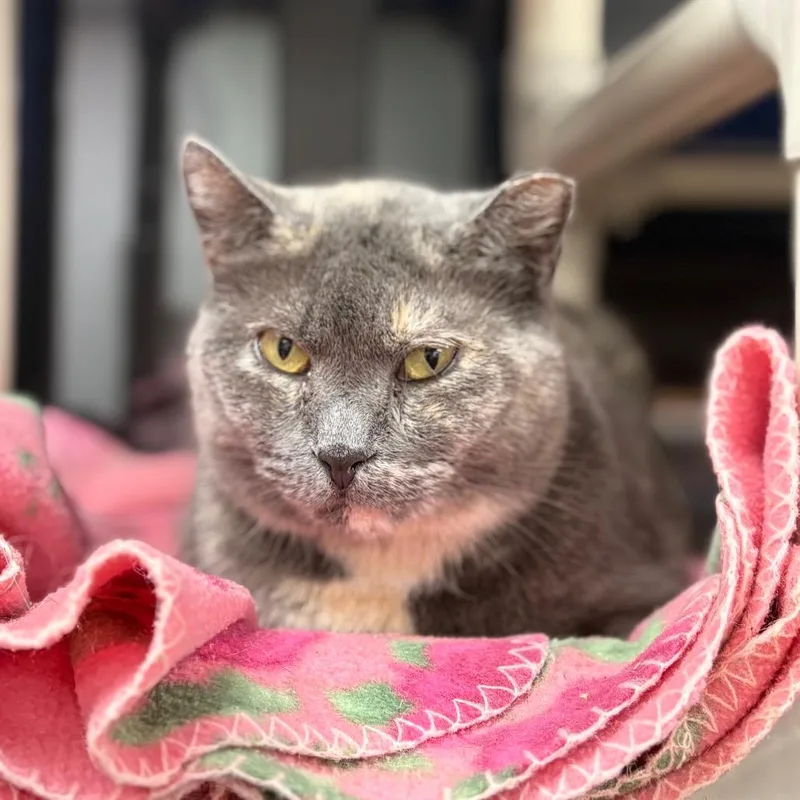 Tammy Lynn thumbnail 2