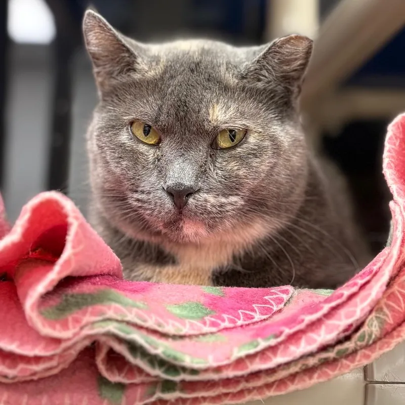 Tammy Lynn thumbnail 3