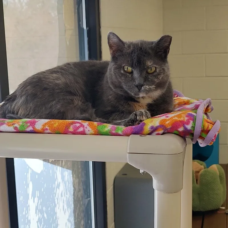 Tammy Lynn thumbnail 4