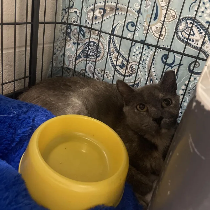 Tammy Lynn thumbnail 6