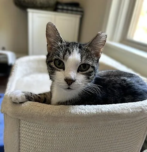 Frankie  Gentle 