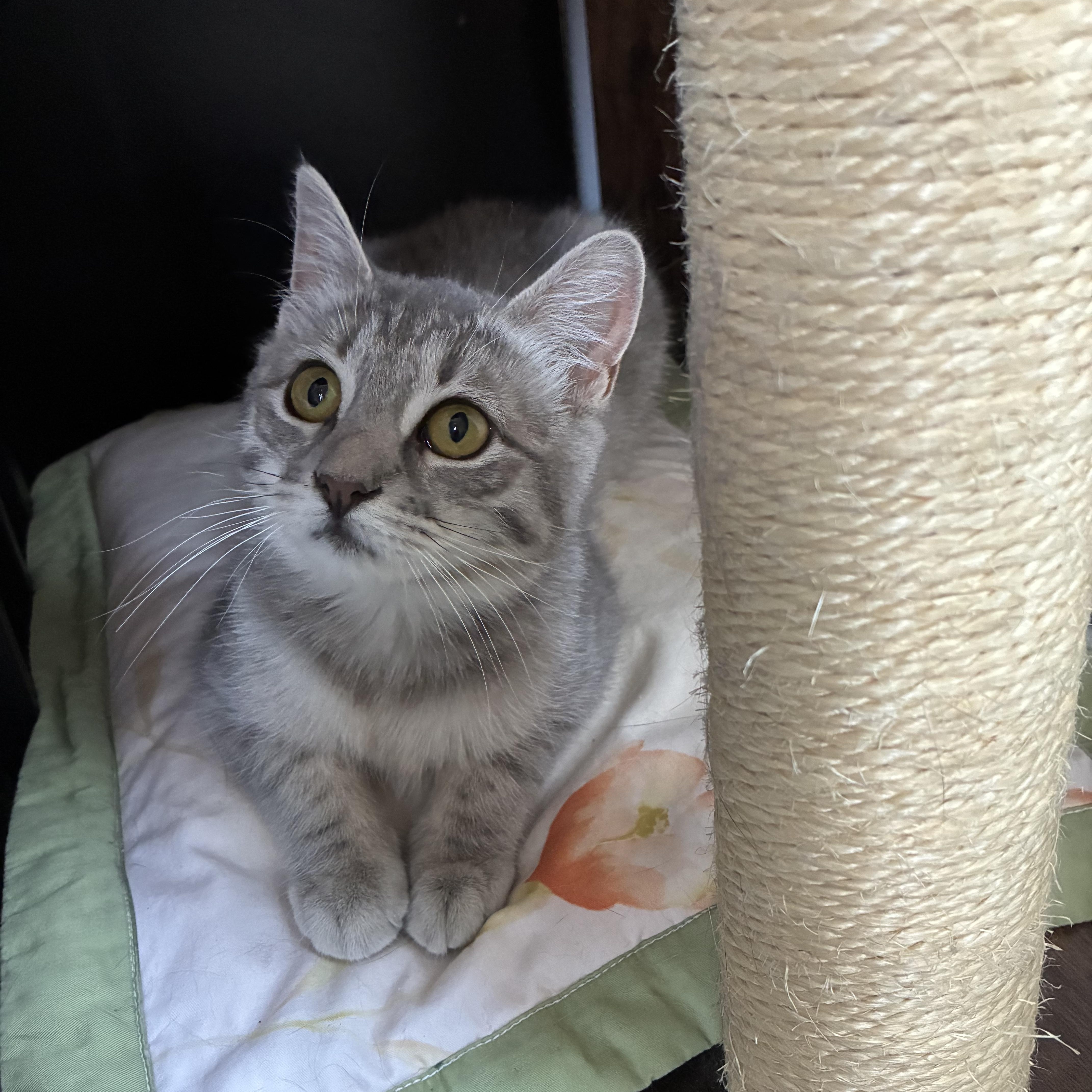 A baby medium-sized female Tabby (Gray / Blue / Silver) Domestic Short Hair cat named Meadow N. Your for adoption in New York, NY