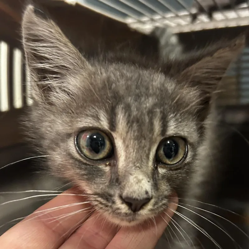 A baby small-sized male Domestic Medium Hair cat named Buzzball for adoption in Chattanooga, TN
