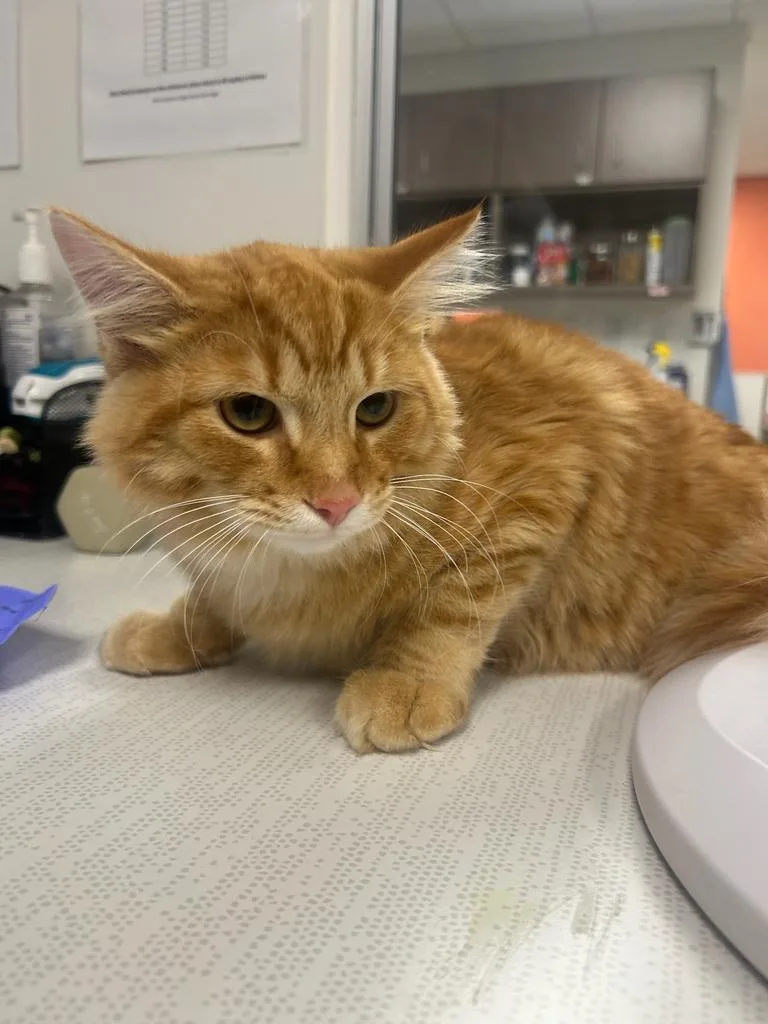 A young large-sized male Domestic Medium Hair cat named Simba for adoption in Greenfield, IN