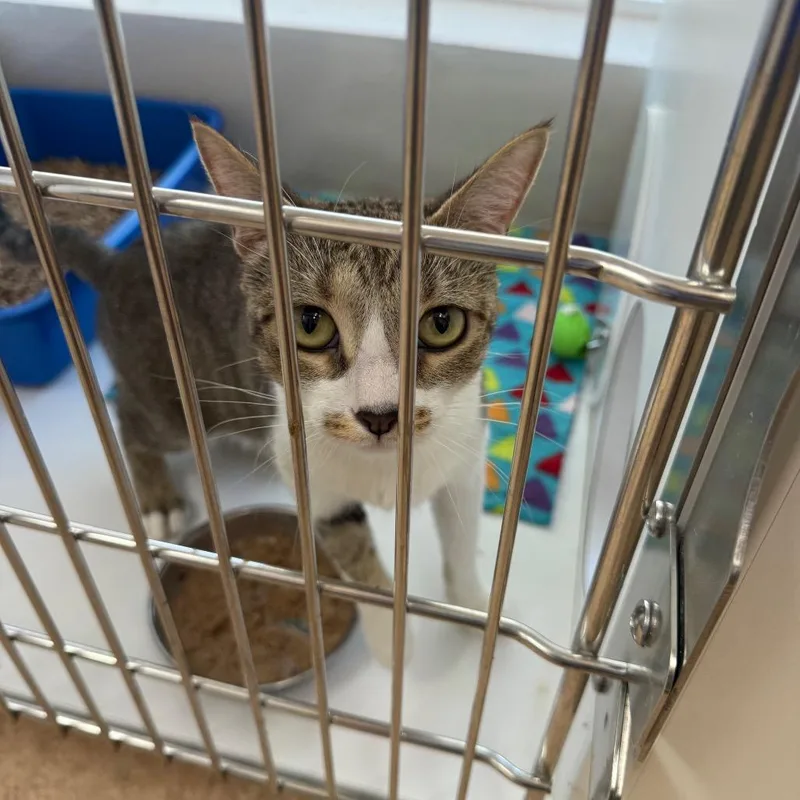 An adult medium-sized female White Domestic Short Hair cat named Periwinkle for adoption in Kanab, UT
