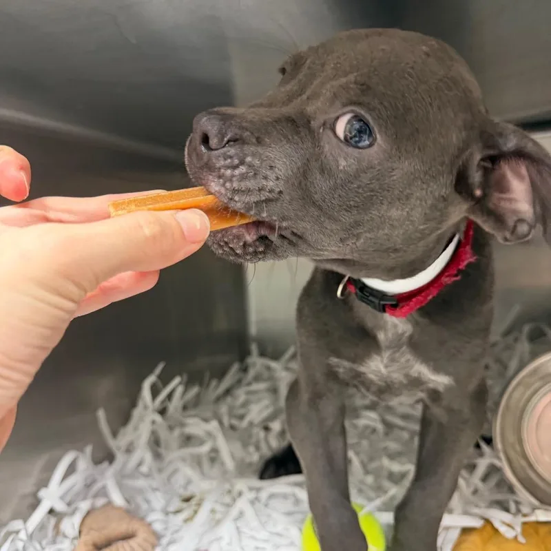 A baby medium-sized male Gray / Blue / Silver English Bulldog dog named Kit for adoption in Lakeland, FL