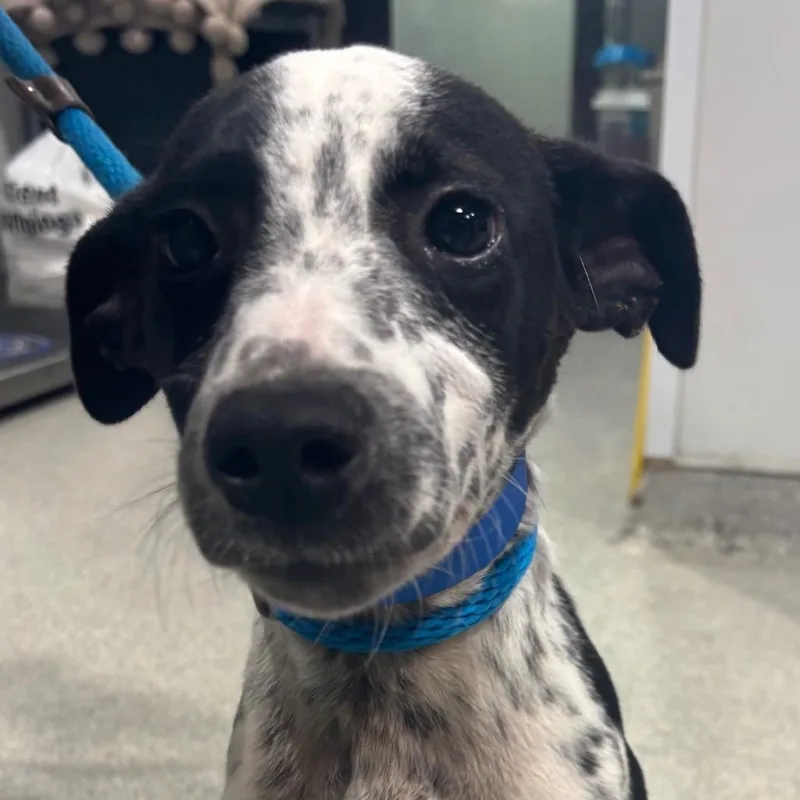 A baby medium-sized male Black Australian Cattle Dog / Blue Heeler named Button for adoption in Tampa, FL