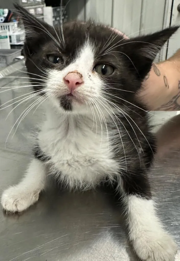 A baby small-sized male Domestic Short Hair cat named Patch for adoption in Hillsdale, IN