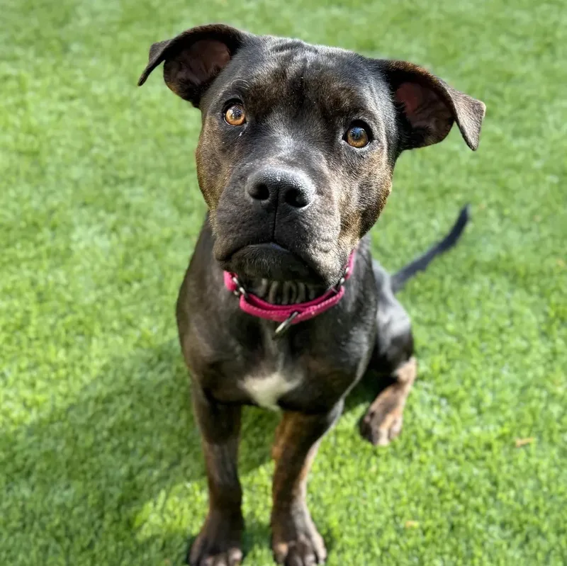 A young medium-sized female American Staffordshire Terrier dog named Adele for adoption in Mount Pleasant, SC